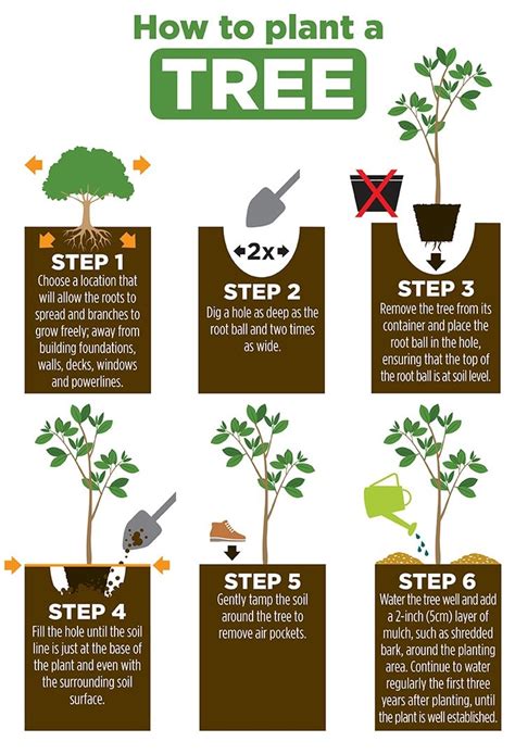 The Best Way to Plant a Tree | Survival gardening, Trees to plant, Plants