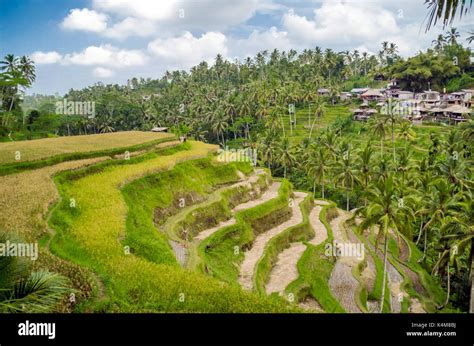 Rice terraces of Ubud, Bali, Indonesia Stock Photo - Alamy