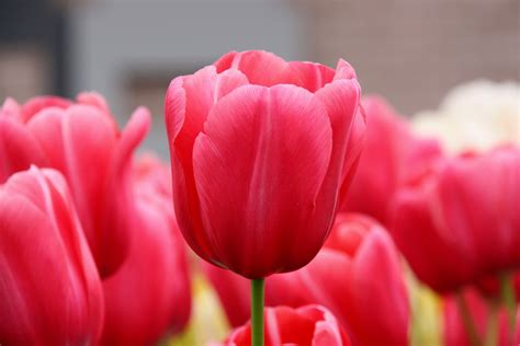 File:Pink-Tulips-2009.jpg - Wikimedia Commons