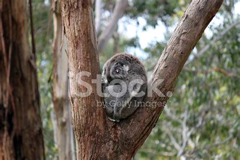 Sleeping Koala Bear Stock Photo | Royalty-Free | FreeImages