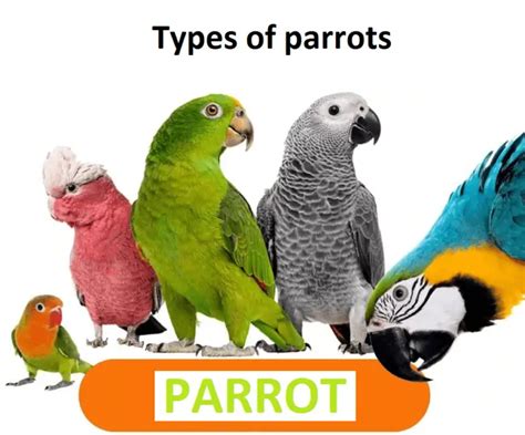 Types of parrots - All Pet Birds,Your Complete Guide to Parrot Species