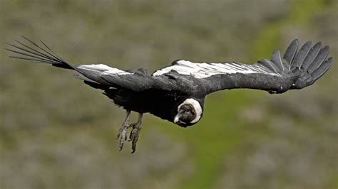 Andean Condor Flying