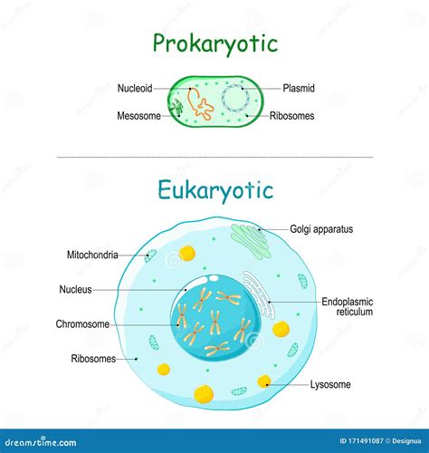 Prokaryotic Cell Diagram Labeled