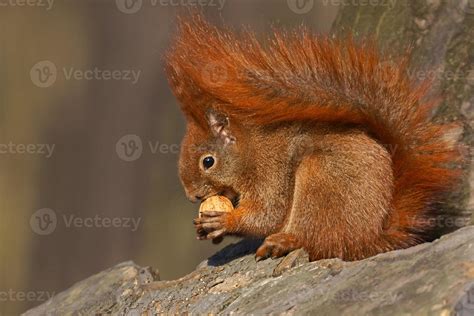 Red squirrel (Sciurus vulgaris) eating walnuts 840106 Stock Photo at Vecteezy