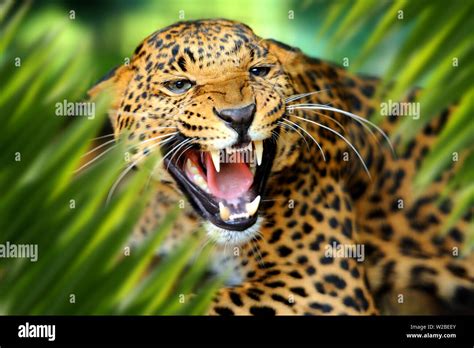 Close up leopard portrait in jungle with leaf Stock Photo - Alamy