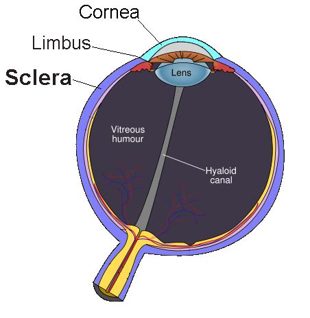 Sclera Function Define - Celera Anda