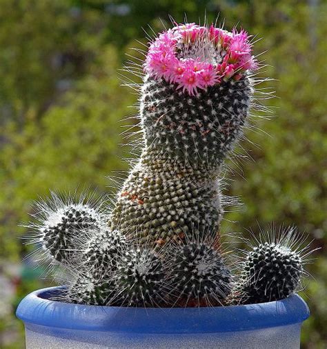 39 Best Flowering Cactus Plants | Balcony Garden Web