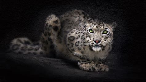 Snow Leopard Backgrounds - Wallpaper Cave