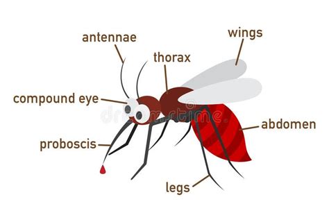 External anatomy a mosquito on white background vector image on vectorstock – Artofit