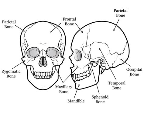 Skull | DIFFERENT BRAINS