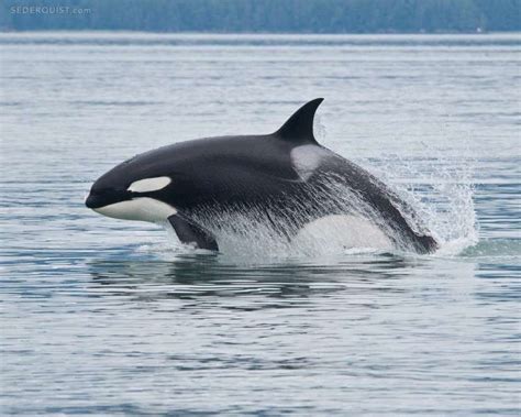 Breaching Orca, Alaska - Betty Sederquist Photography