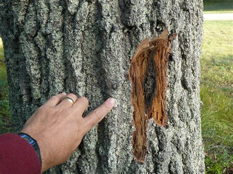 Signs of Oak Wilt: What to Look for in Your Trees | TreeNewal