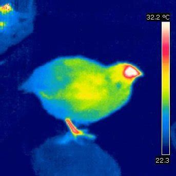 Infrared Image obtained with thermographic camera during the study. | Download Scientific Diagram