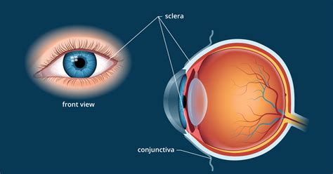 Anatomy Of The Eye Sclera - ANATOMY