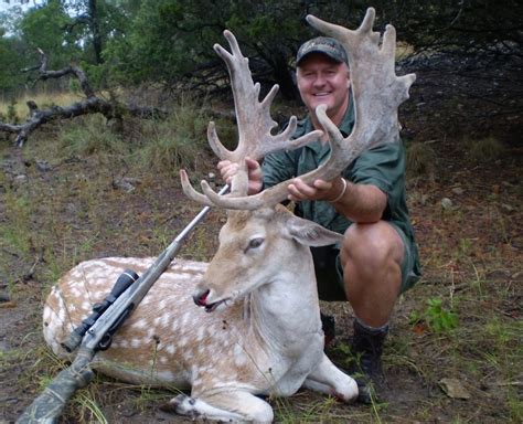 Gold Medal Fallow Deer » Shonto Ranch Hunting