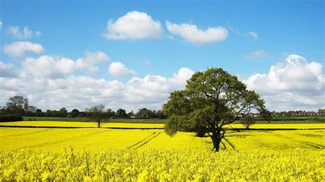 Yellow Canola Field Wallpapers - Wallpaper Cave