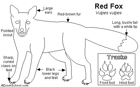 Red Fox - Animal Adaptations