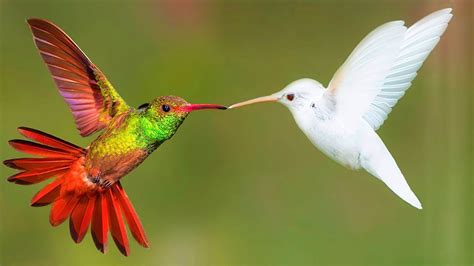 10 Most Spectacular Hummingbirds in the World | Dog breeds little, Hummingbird, Dog grooming hacks