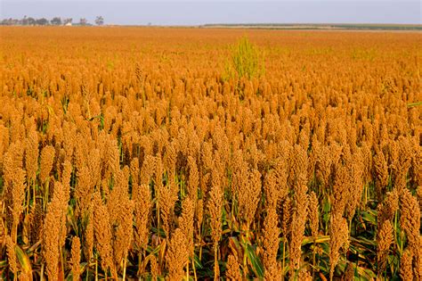 Sorghum fields along US-183 near La Crosse, Kansas | Tom Dills Photography Blog