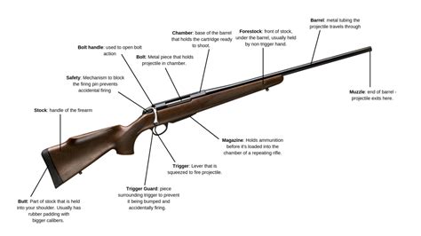 Parts Of A Hunting Rifle | Images and Photos finder