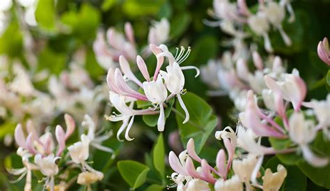 Growing Honeysuckle: Your Guide to Growing Honeysuckle Vines | Gilmour