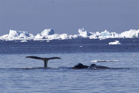 Did you know that Bowhead whales are almost continuously feeding? They swim with their mouth ...