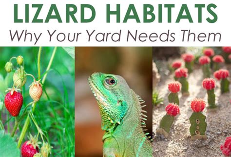 Lizard Habitats – Why Your Yard Needs Them - Green Thumb Nursery