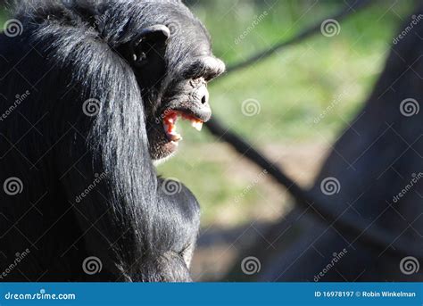 Chimp smile stock image. Image of chimpanzee, mouth, smile - 16978197