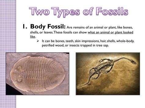 What Is A Fossil Facts About Fossils Types Of Fossils | Images and Photos finder