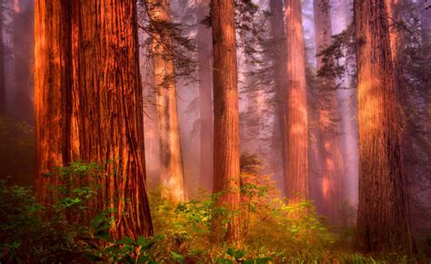 California Redwood Forest Wallpapers - 4k, HD California Redwood Forest ...