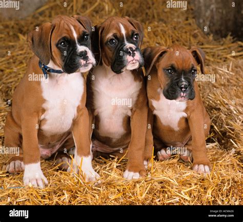 Three Boxer Dog Puppies Stock Photo - Alamy