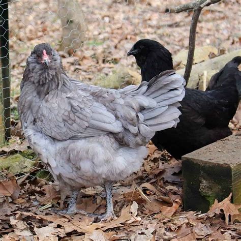 Olive Egger: Eggs, Temperament, Size and Raising Tips