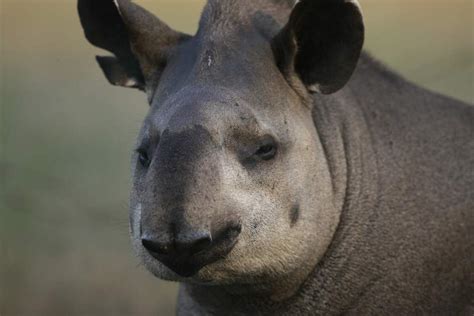 Amazing Ecuador wildlife – what to see in the Oriente rainforest ...