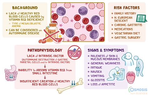 Pernicious Anemia Causes Signs And Symptoms Diagnosis And Treatment ...