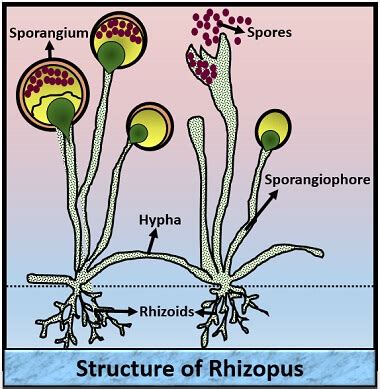 Rhizopus Stolonifer Structure