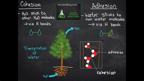 Cohesion Vs Adhesion Liquid Phase Diagram Graph Water Adhesi