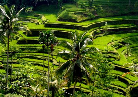 Tempat Wisata Sawah Bali | Tempat Wisata Indonesia