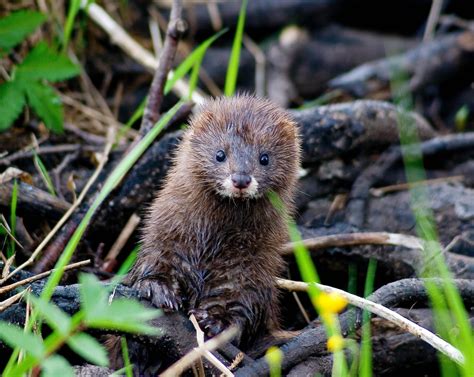 Endangered animals of Europe - European mink (Mustela lutreola) : r/europe