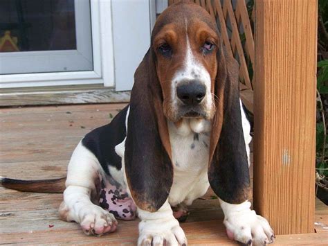 Basset Hound Puppies Orlando Fl | PETSIDI