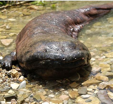 Animal A Day!: Chinese Giant Salamander | Chinese giant salamander, Giant salamander, Endangered ...