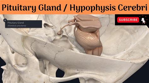 Pituitary gland | Hypophysis Cerebri |Parts |Development |Histology & Function |Blood & Nerve ...