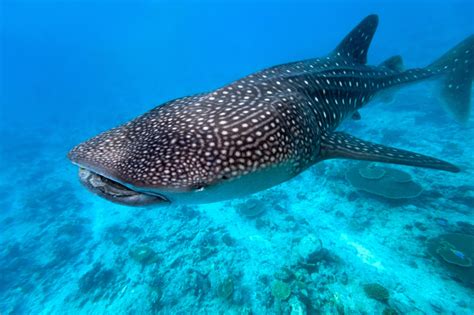 Whale Shark Facts | Extreme Shark Facts!