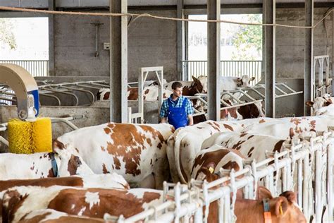 Influencing cow milk production - Trouw Nutrition