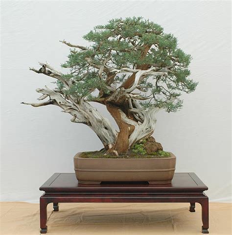 Walter Pall Bonsai Adventures: Chinese Juniper #1