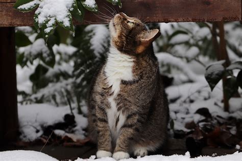 Cat Tabby Snow - Free photo on Pixabay