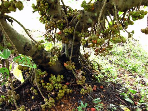 Pritham D'Souza Photography: Wild Fig Tree (Ficus carica)