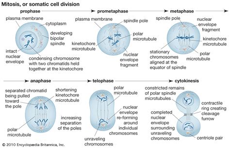 Mitosis | Definition, Stages, Diagram, & Facts | Britannica