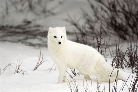 White Wolf : 10 Photographs of Arctic Foxes That Will Blow Your Mind Away!