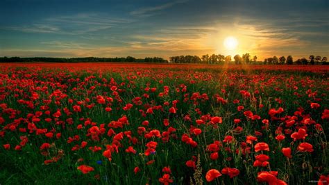 Poppy Field HD wallpaper | 1920x1080 | #27324