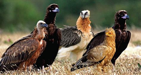 Vulture Conservation in Europe - Yes we can!